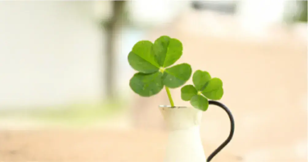 2枚の四つ葉のクローバーが、ミルク色の花瓶にさされている様子